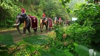 Half-Day Patara Elephant Farm Experience from Chiang Mai