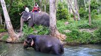 Elephant Trekking in the Jungle of Krabi