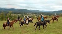 Private Vineyard Tour on Horseback with VIP Wine Tasting