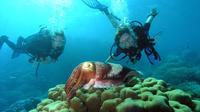 Diving At Galleon and Chimney From Marmaris