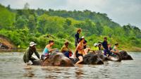 Elephant Village and Mahout Experience Day Tour 