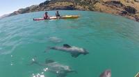 Safari en kayak au lever du soleil avec la faune marine à Akaroa Safari en kayak au lever du soleil avec la faune marine à Akaroa