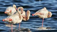 Donana National Park and Village of El Rocio Guided Day Tour from Seville 