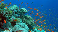 Glass Bottom Boat Cruise in Eilat