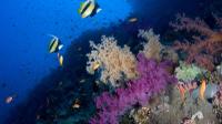 Introductory Dive in Eilat 