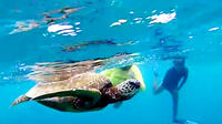 North Shore Turtle Beach Snorkeling Tour