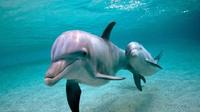 Dolphin Watching Experience and Trawler Full Day Tour with Lunch
