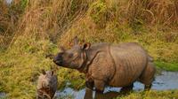 3-Night Wildlife Adventure Tour from Kathmandu 