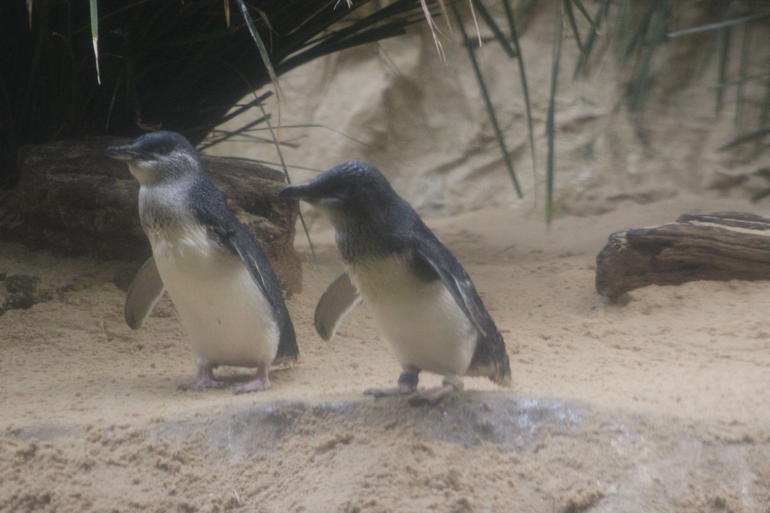 Phillip Island Ultimate Penguin Eco Tour or Skybox Experience photo 4