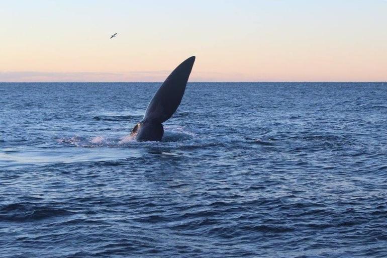 Peninsula Valdes Tour from Puerto Madryn With optional Whale Watching