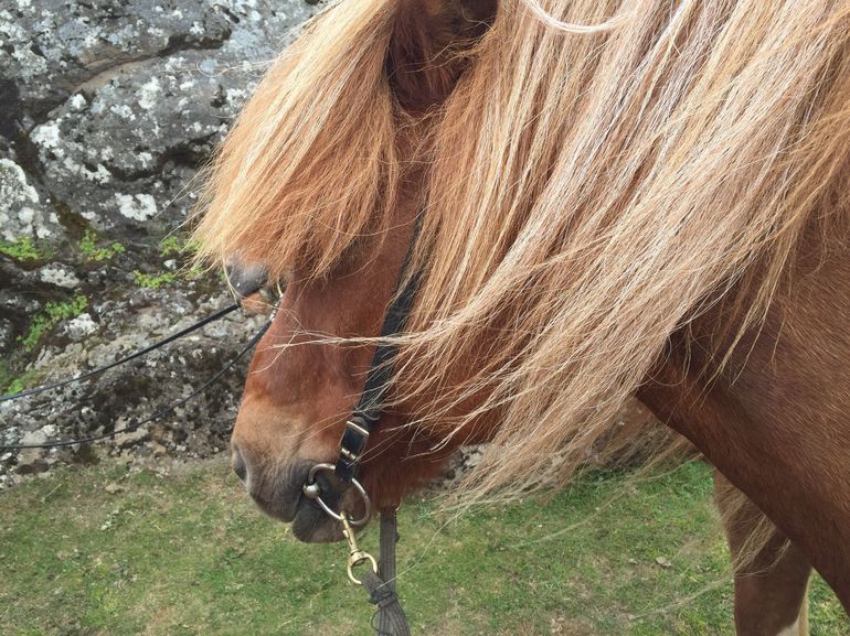 Viking Horse Riding and Golden Circle Tour from Reykjavik
