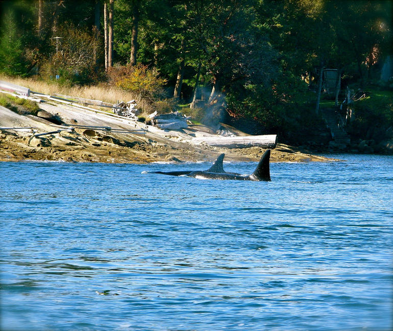 Howe Sound Sea Safari Cruise photo 4