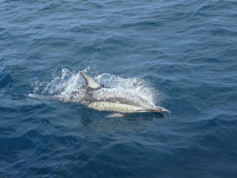 Auckland Dolphin and Whale Watching Eco-Safari Cruise