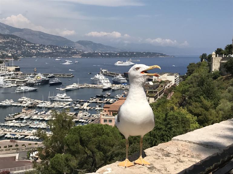 Cruise to Monaco photo 4