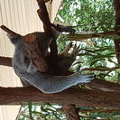 Brisbane River Cruise with entry to Lone Pine Koala Sanctuary