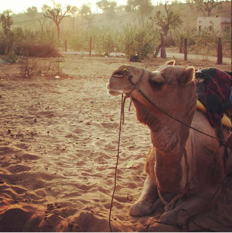 Camel Safari Day Tour in Jodhpur