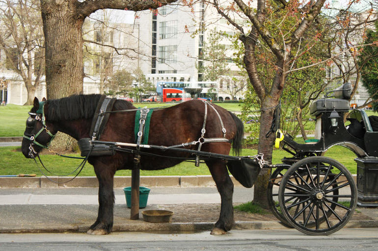 60-Minute The Royal Carriage Tour photo 4