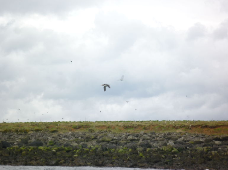 Puffin Express Cruise from Reykjavik