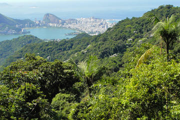 Tijuca National Park, Rio de Janeiro