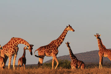 Aberdare National Park, Kenya