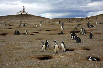 Magdalena Island, Punta Arenas
