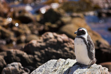 Stoney Point Penguin Colony, Cape Town
