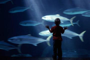 Two Oceans Aquarium, Cape Town