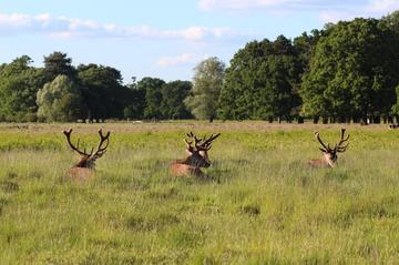 Bushy Park, London