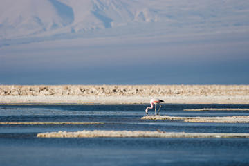 Lago Salgado de Atacama