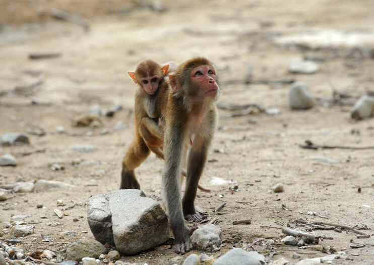 Monkey Island