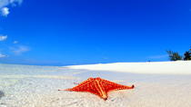 Estrelas -do-mar e aventura em Stingray City com snorkel Estrelas -do-mar e aventura em Stingray City com snorkel