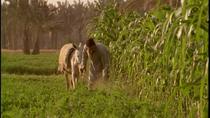 Excursion d'une demi-journée dans une ferme écologique égyptienne au départ du Caire avec petit-déjeuner Excursion d'une demi-journée dans une ferme écologique égyptienne au départ du Caire avec petit-déjeuner
