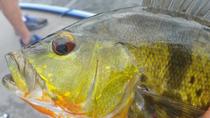 Viagem de meio dia para pesca de tucunaré em Miami, Miami