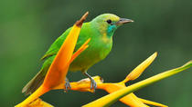 Privater Tagesausflug zum Yala-Nationalpark ab Colombo Privater Tagesausflug zum Yala-Nationalpark ab Colombo