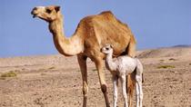 Wahiba Sands und Wadi Bani Khalid Wüstensafari im Geländewagen Wahiba Sands und Wadi Bani Khalid Wüstensafari im Geländewagen