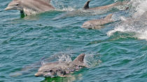 Bootstour zur Wal- und Delfinbeobachtung ab Cape May Bootstour zur Wal- und Delfinbeobachtung ab Cape May