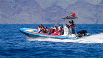 Delfin- und Walbeobachtung an Bord eines Speed-Boats in Funchal Delfin- und Walbeobachtung an Bord eines Speed-Boats in Funchal