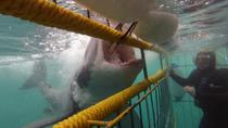 Mergulho em gaiola e observação em Kleinbaai Mergulho em gaiola e observação em Kleinbaai