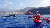 Caiaque com golfinhos em Tenerife, Tenerife
