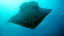 Dykning ved Similan, 2-dagstur fra Phuket Dykning ved Similan, 2-dagstur fra Phuket