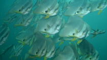 Racha Yai dykkertur fra Phuket Racha Yai dykkertur fra Phuket