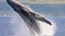 ウェール ウォッチング カタマラン セーリング ウェール ウォッチング カタマラン セーリング