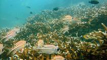 Angeltour vor Koh Lan und Koh Man Wichai ab Pattaya Angeltour vor Koh Lan und Koh Man Wichai ab Pattaya