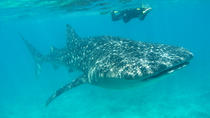 Aventure requins-baleines et snorkeling au départ d'Isla Holbox Aventure requins-baleines et snorkeling au départ d'Isla Holbox