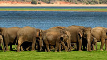 All-Inclusive Minneriya Elefantensafari mit Sigiriya und Dambulla Höhlentempeltour All-Inclusive Minneriya Elefantensafari mit Sigiriya und Dambulla Höhlentempeltour