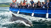 Dingle Dolphin-Bootstour Dingle Dolphin-Bootstour