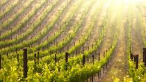 Excursión para grupos pequeños a Champagne desde París con almuerzo de 4 platos Excursión para grupos pequeños a Champagne desde París con almuerzo de 4 platos