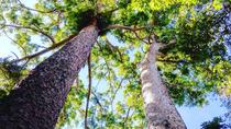 Heldagstur till regnskogen och vattenfall från Cairns med kratersjöar, Millaa Falls och Zilliee Falls Heldagstur till regnskogen och vattenfall från Cairns med kratersjöar, Millaa Falls och Zilliee Falls