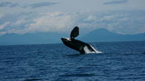 Safari d'observation des baleines à Vancouver Safari d'observation des baleines à Vancouver