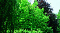 Circuit Art impressionniste : Giverny, Chatou et Musée de l'Orangerie Circuit Art impressionniste : Giverny, Chatou et Musée de l'Orangerie